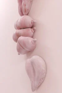 Elsa Sahal Hey Halil Bey! The Pill Gallery 2020